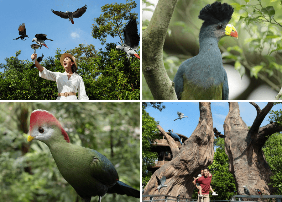 Heart of Africa Bird Paradise Singapore