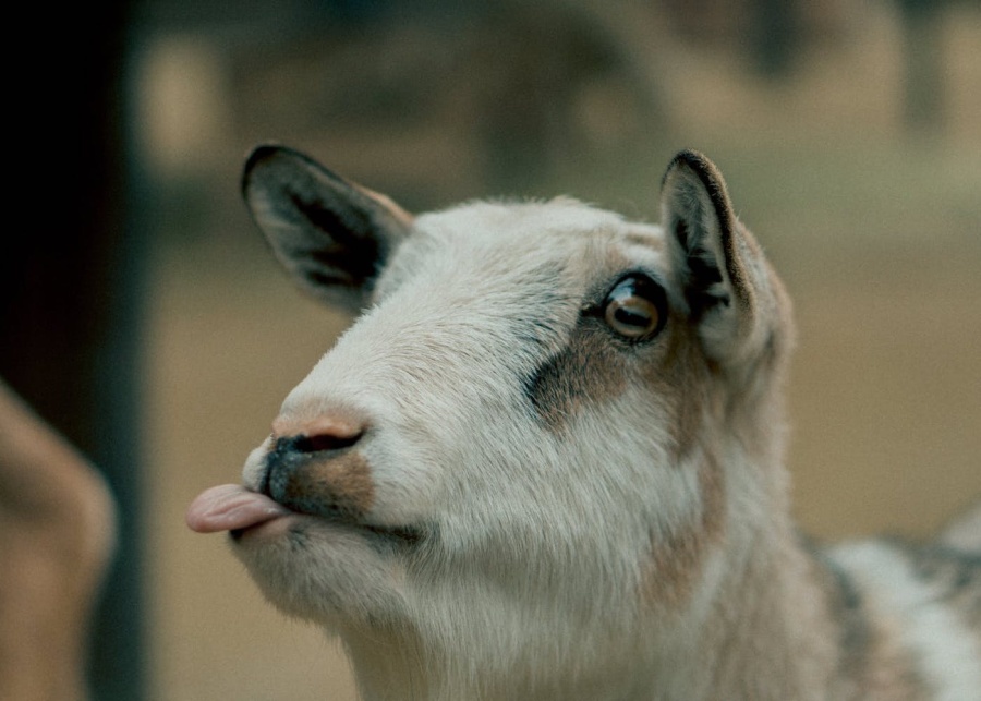 goat zodiac predictions
