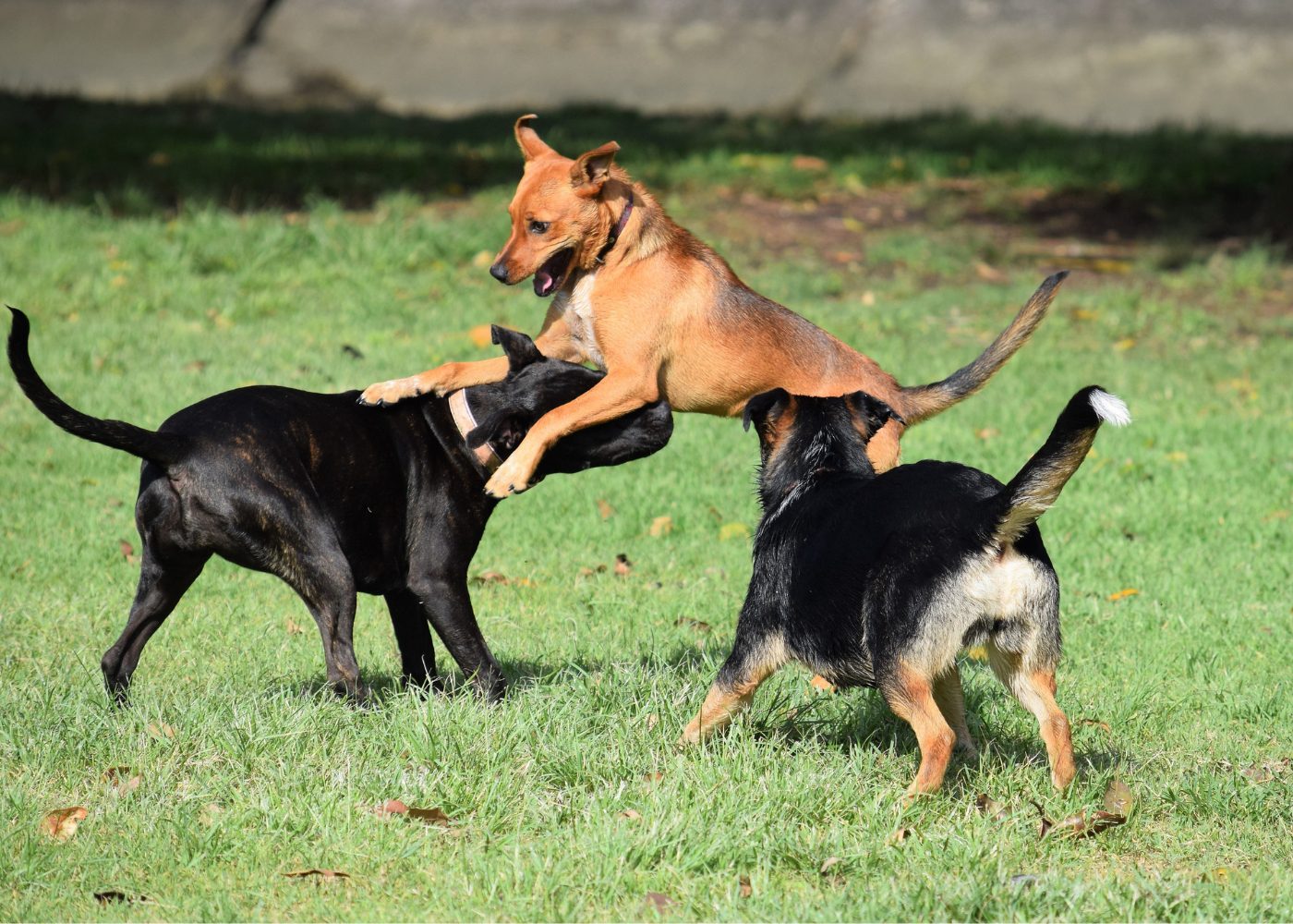dog parks