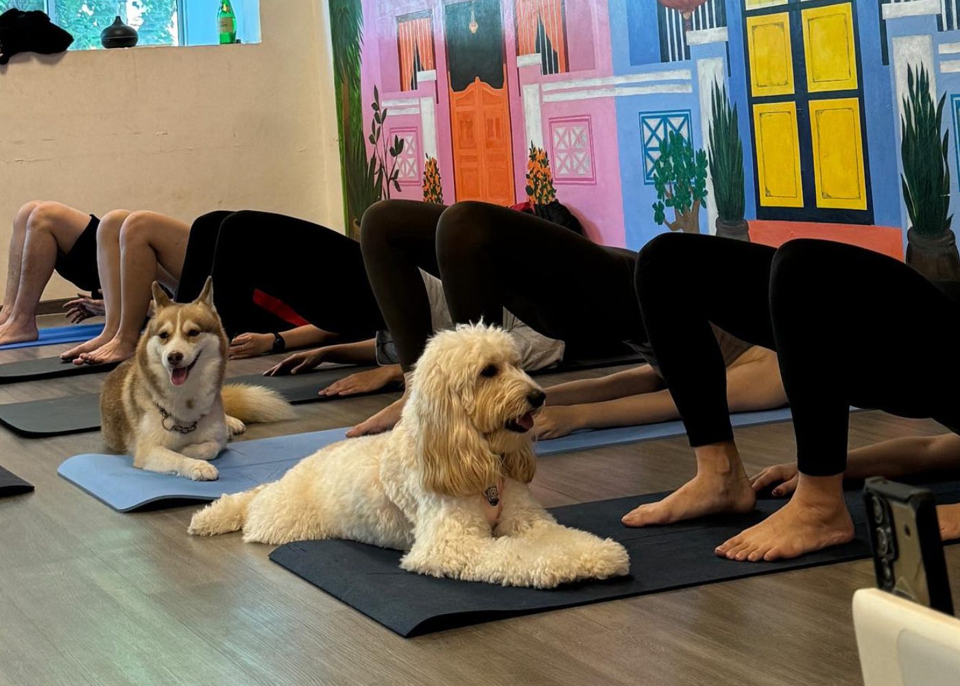 Pet friendly things to do puppy yoga