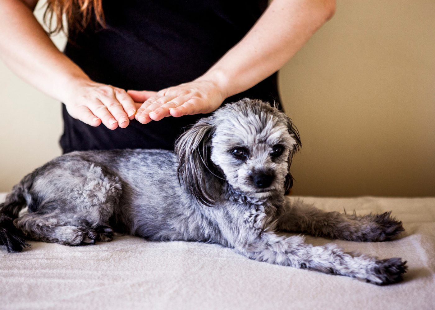 pet reiki sound bath