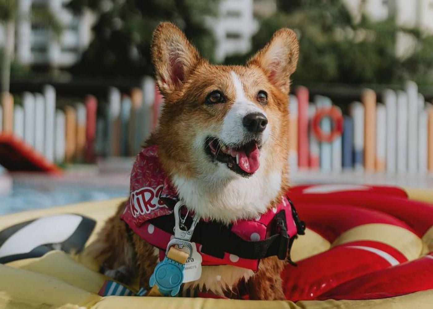 pet friendly pool wag and wild