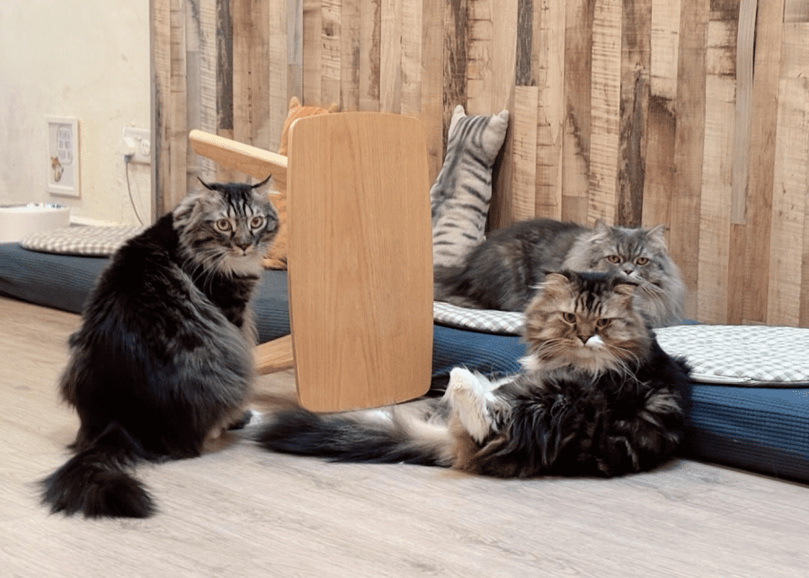 Meowmi Cat Cafe