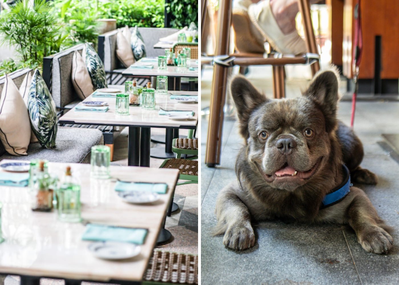 Dog friendly restaurant Publico Ristorante