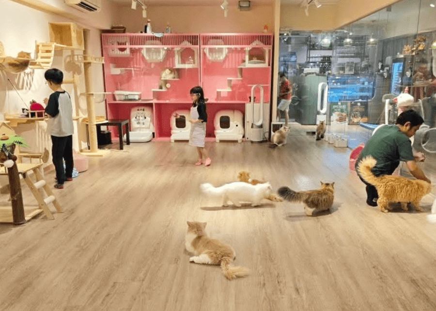 QQ Cats & Cafe