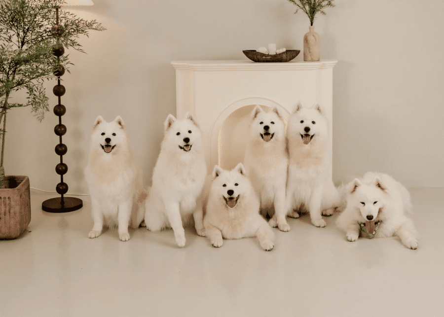 Snow Pawttage | cat cafes singapore