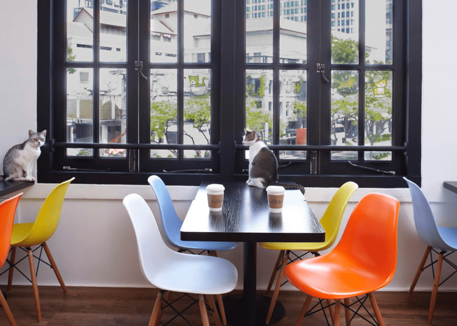 The Cat Cafe | cat cafes singapore