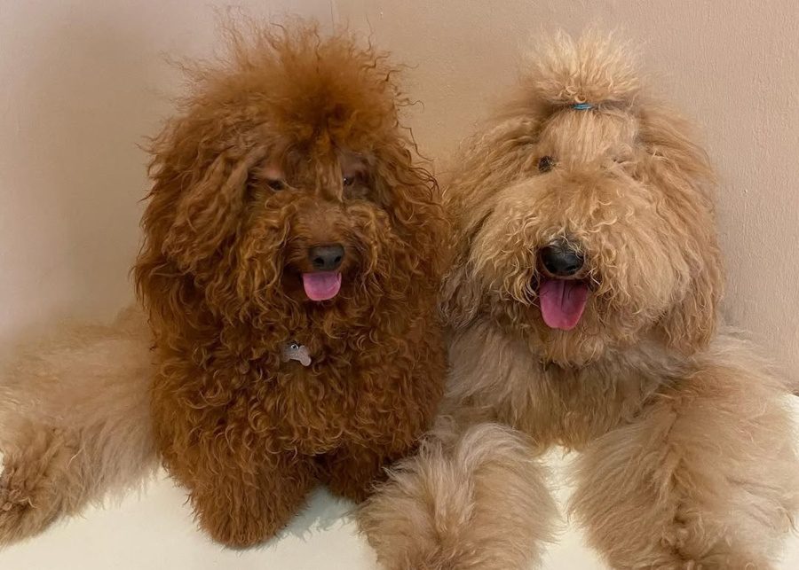 pet dog cafe singapore world of paws