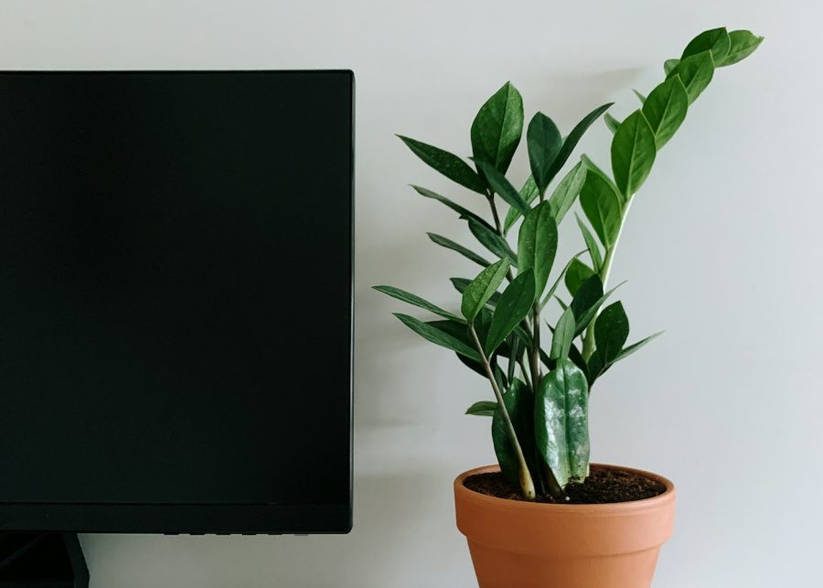 zz plant indoor plant singapore easy