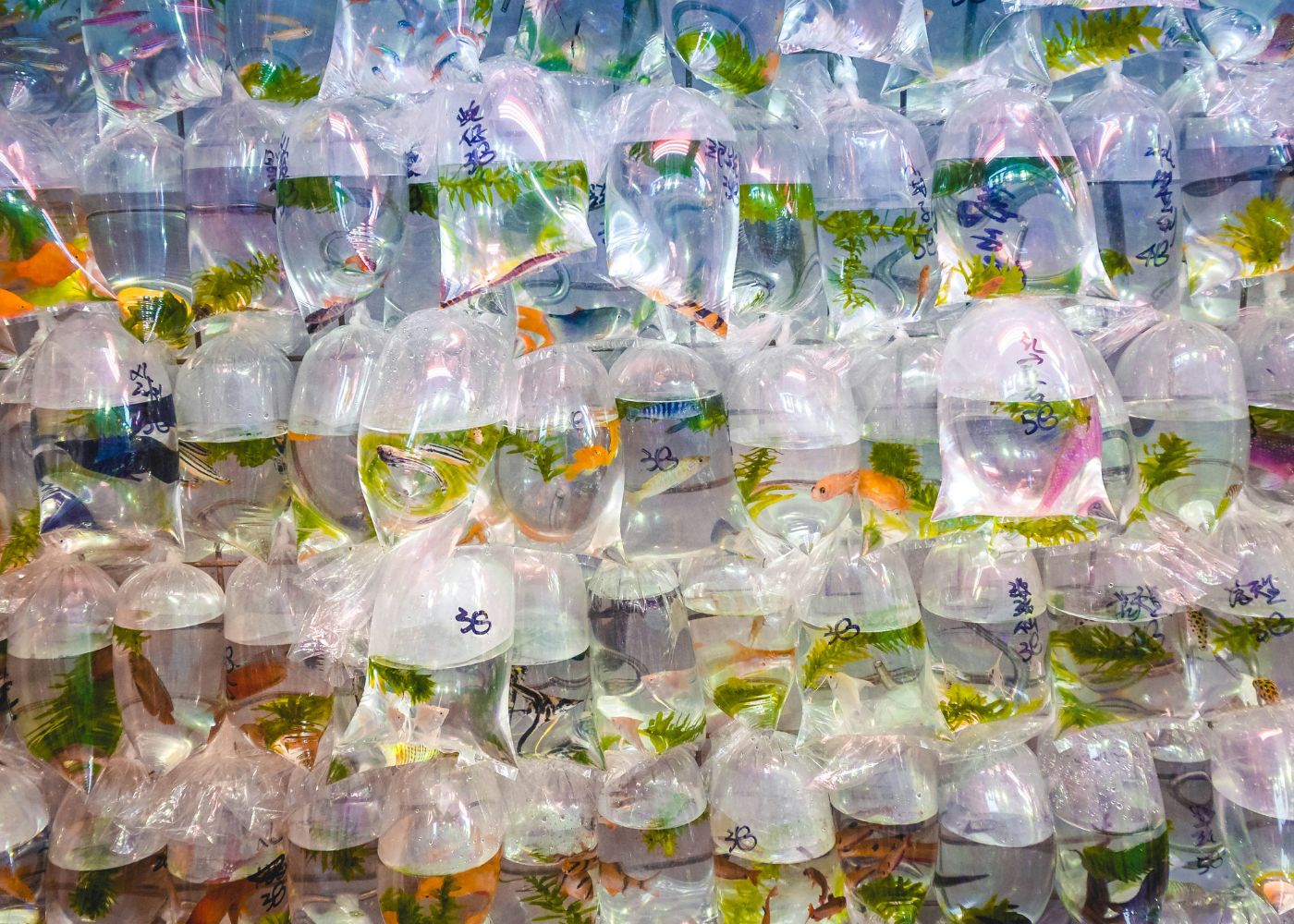 hong kong goldfish market
