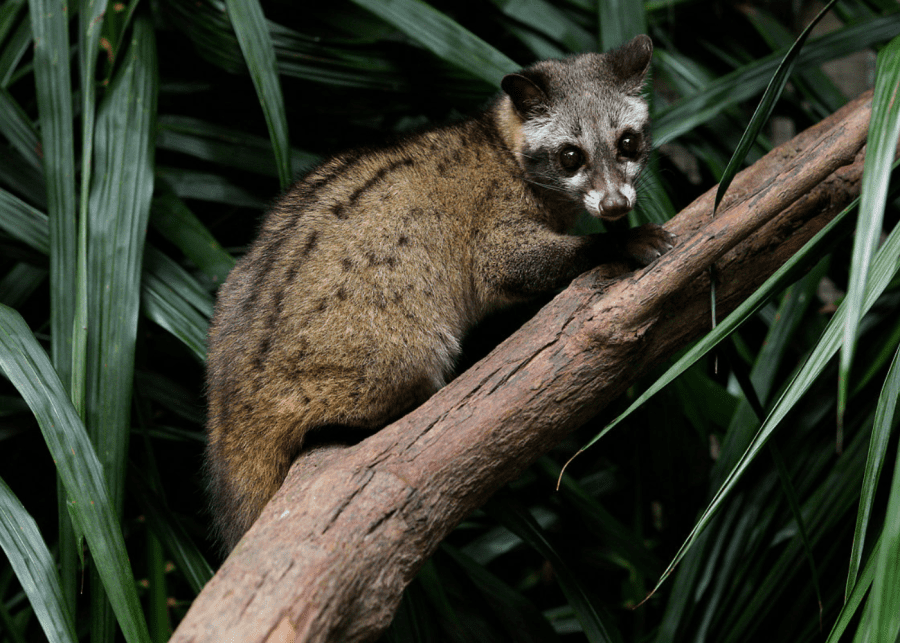 Civet cat