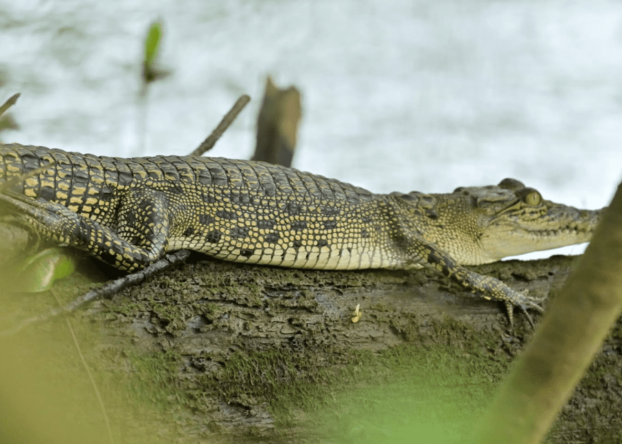 Estuarine Crocodile wildlife in singapore