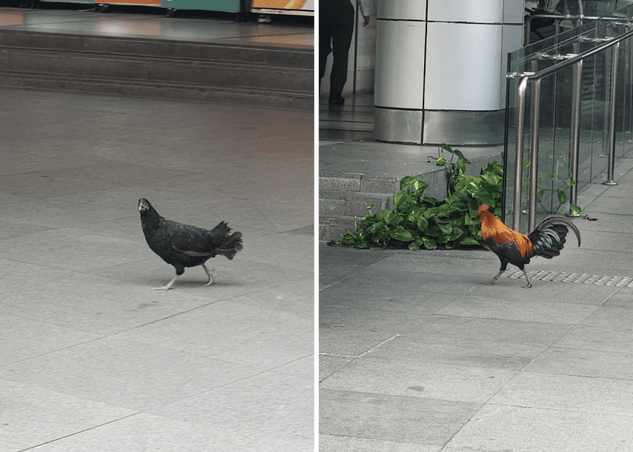 chickens