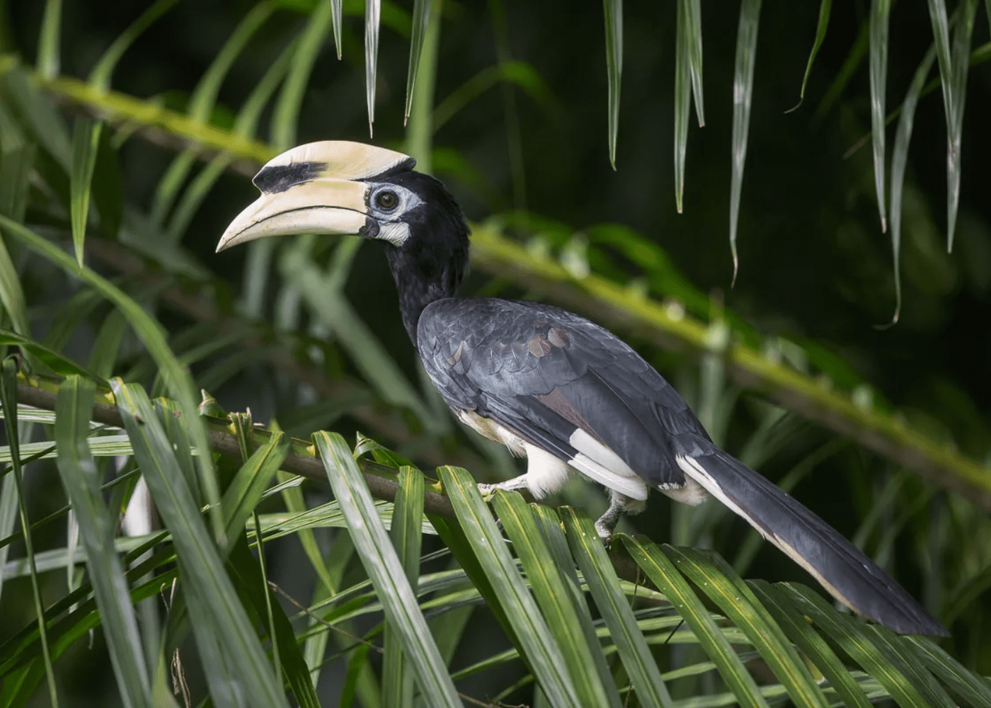 hornbill wildlife in singapore
