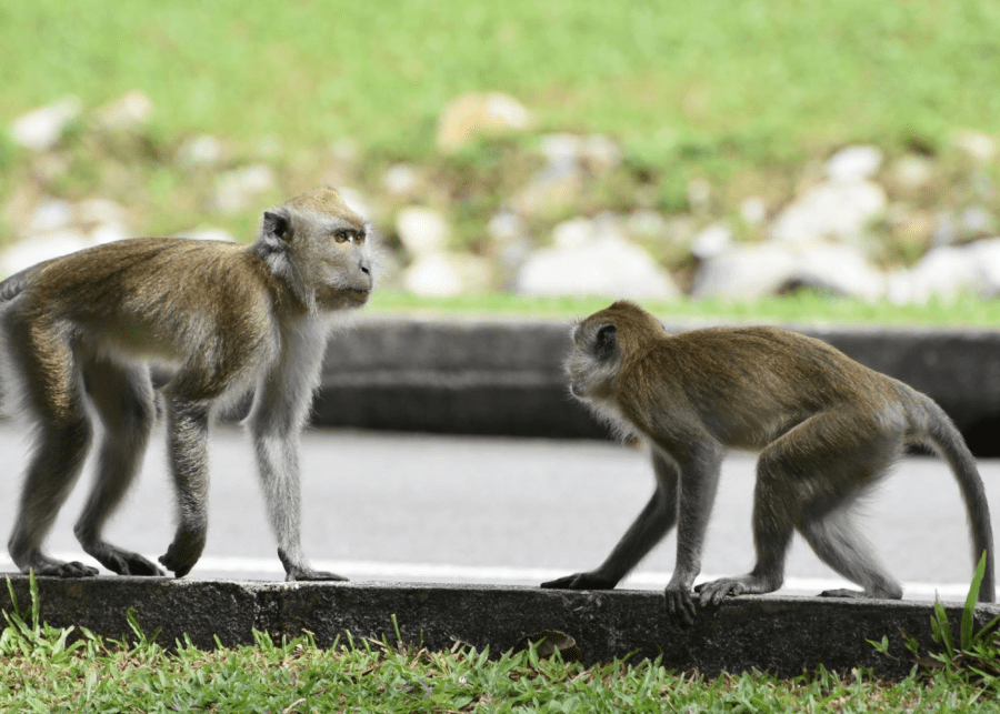 macaques