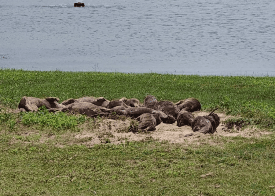 otters