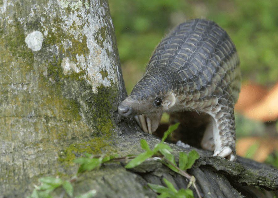 pangolin wildlife in singapore