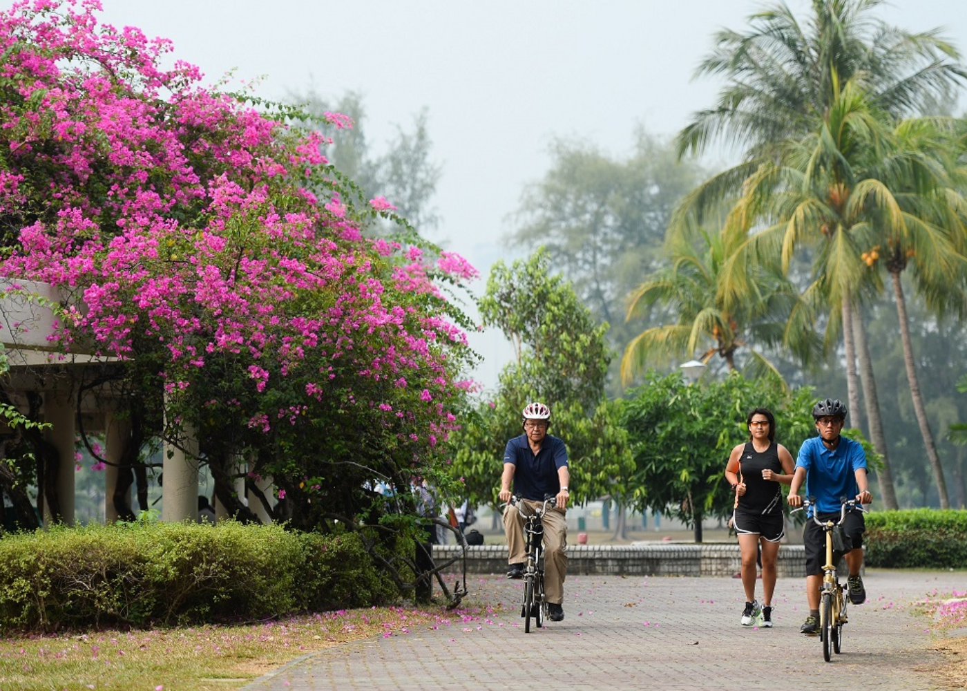 An easy guide to Singaporeâs Park Connector Network and why youâll love it\!