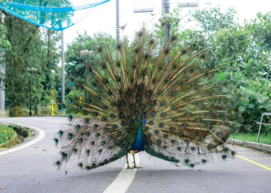 peacocks and peahens wildlife in singapore