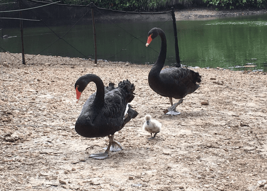 swans wildlife in singapore