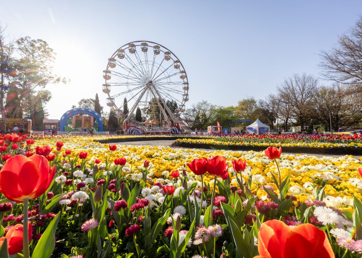 australia canberra floriade