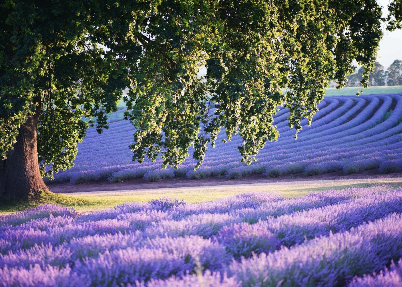 australia lavender