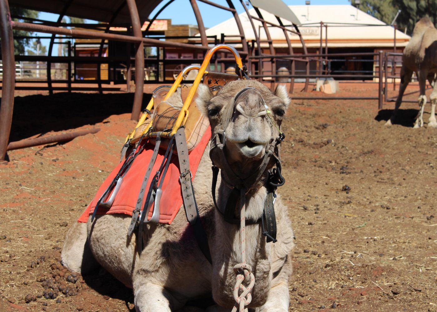 Camel at Uluru Camel Tours
