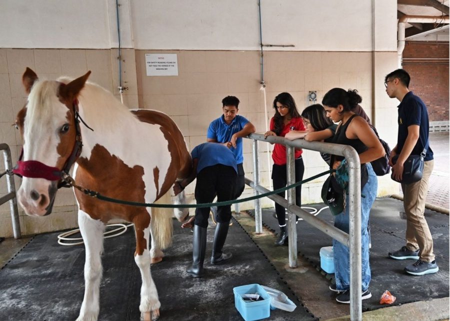 horse riding in singapore