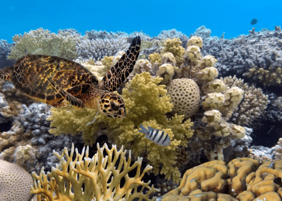 Great Barrier Reef australia