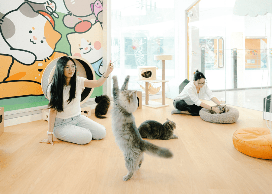 Nekoland cat cafe