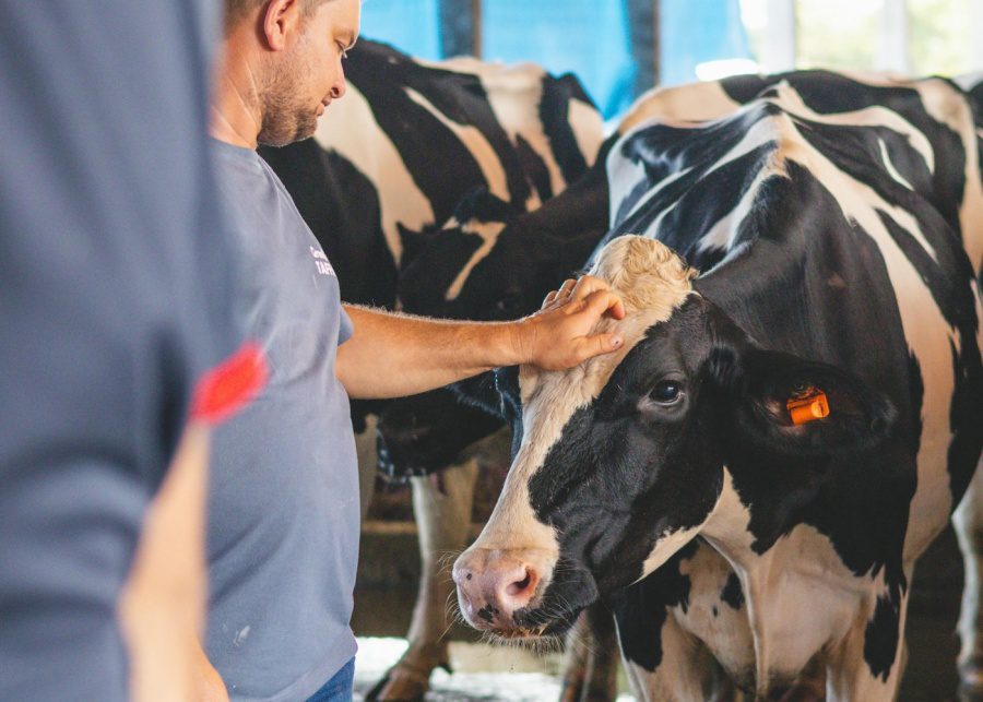 animal farm singapore viknesh cow dairy farm