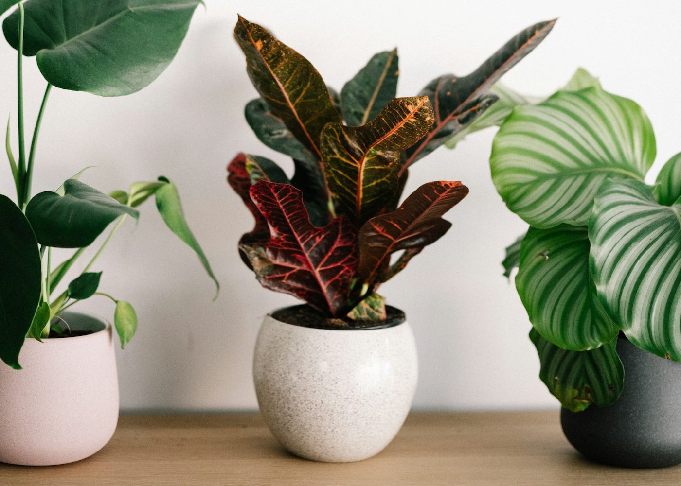 12 best (and easiest!) indoor plants to grow in Singapore
