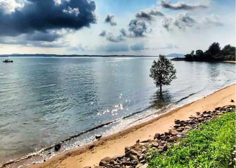 That lonely changi tree