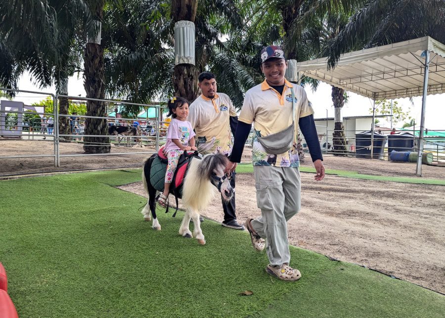 desaru mini zoo review pony ride