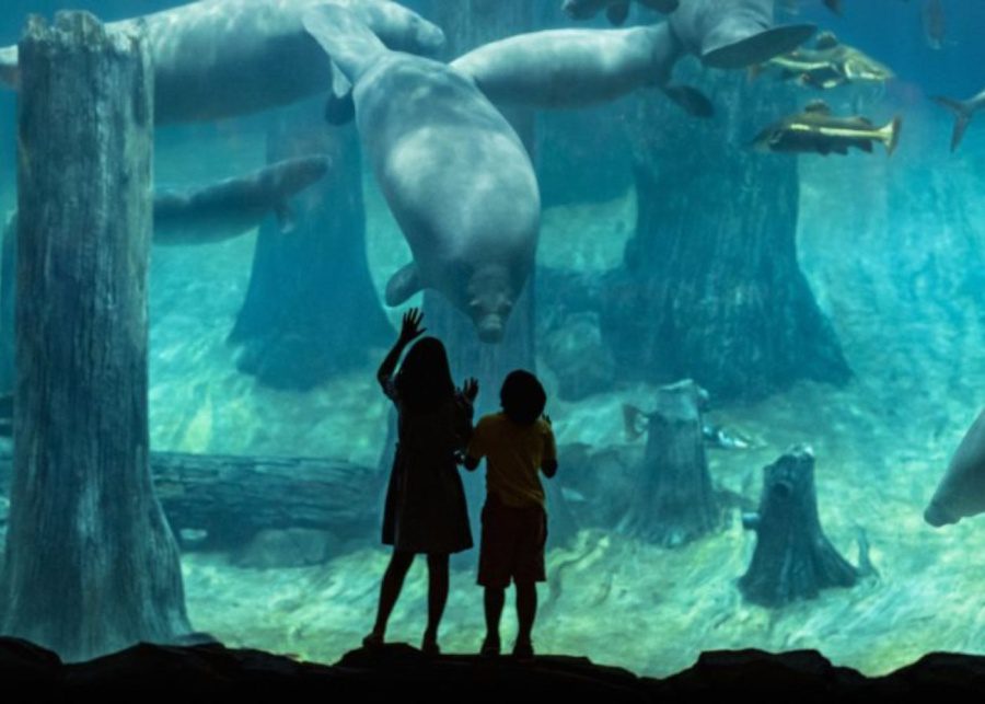 exhibits for kids river wonders