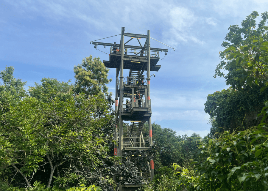 Canopy Jump Rainforest Wild Asia