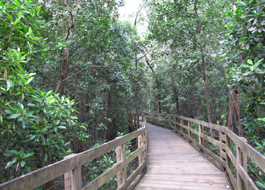 Pasir Ris Park Mangrove Boardwalk | boardwalks in Singapore
