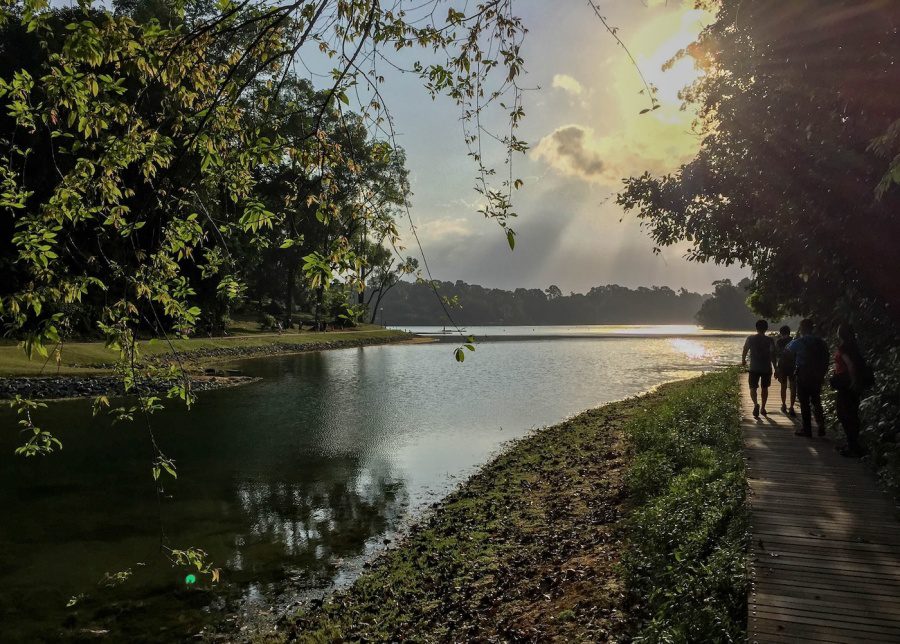 macritchie boardwalk singapore