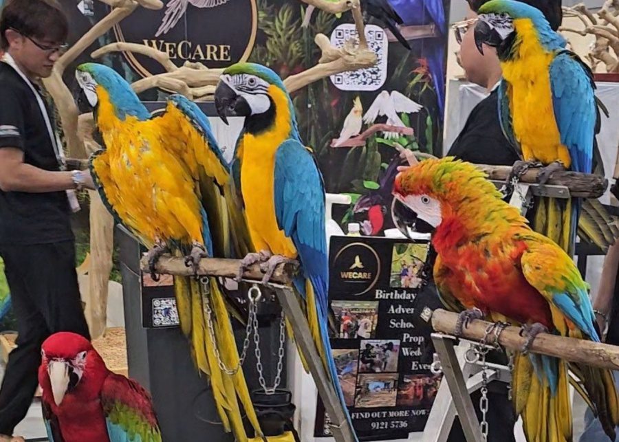 Parrots at pet expo