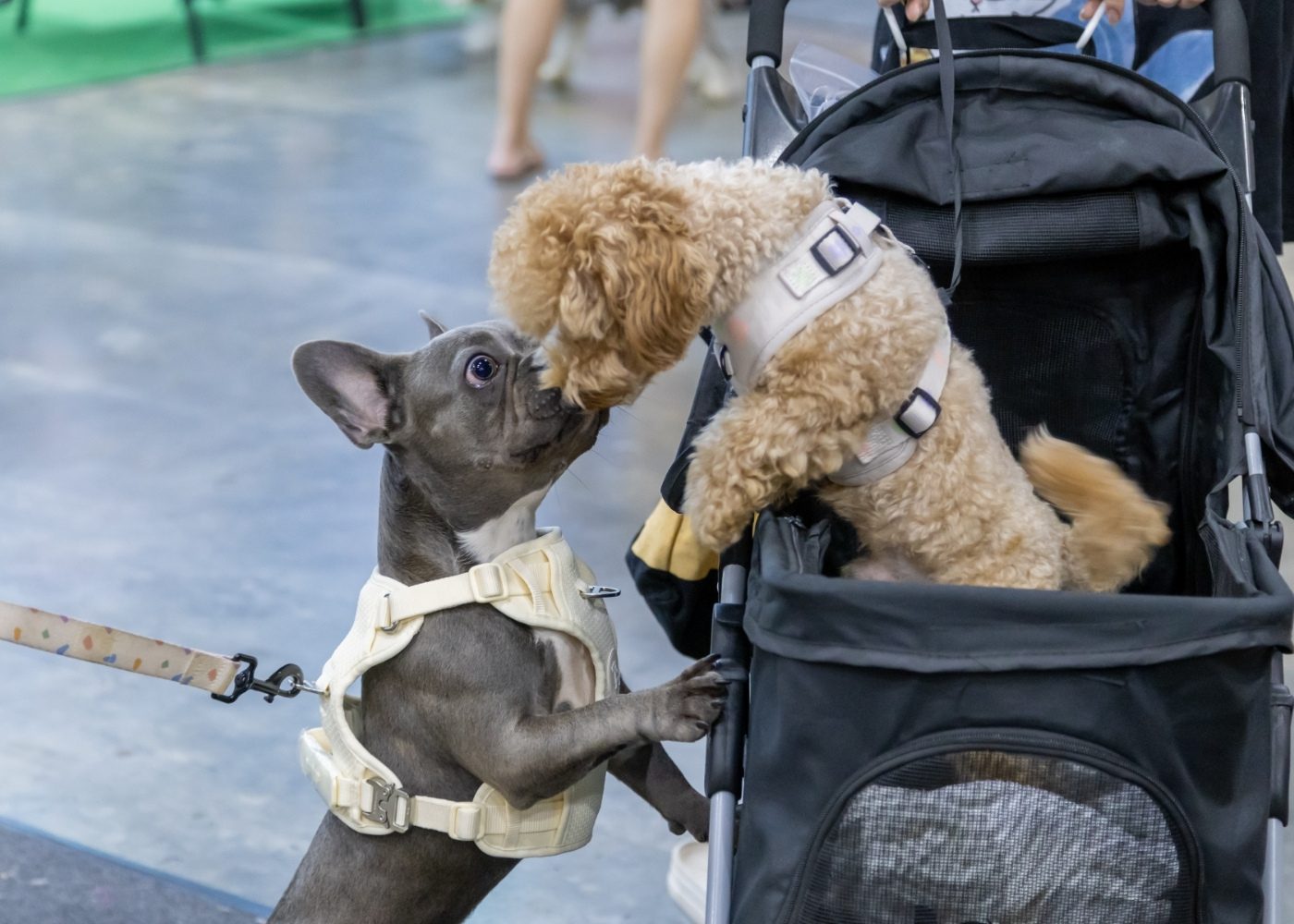 Guide to what to see, do, and buy at PetExpo 2026