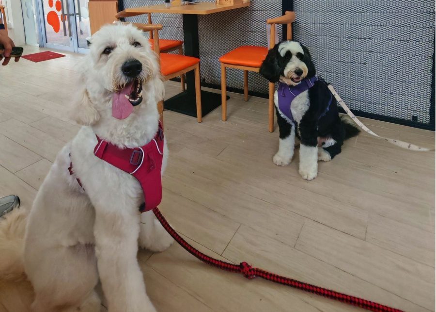 Bailey and Patch