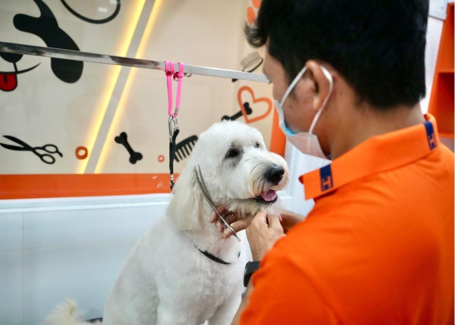 Bailey and Patch cafe grooming
