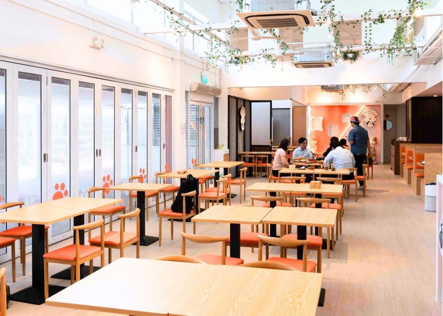 pet friendly Bailey and Patch cafe seats