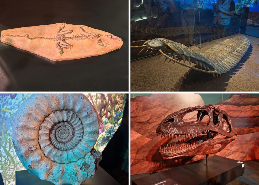 dinosaur fossils at science centre singapore