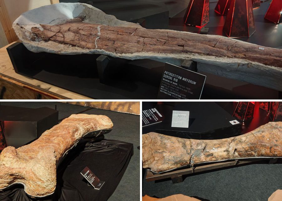 original dinosaur fossils at science centre singapore