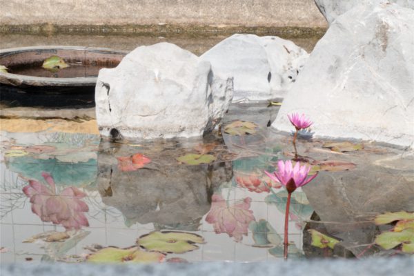 Tao Fong Shan Lotus Pond Tao Fong Shan Lotus Pond