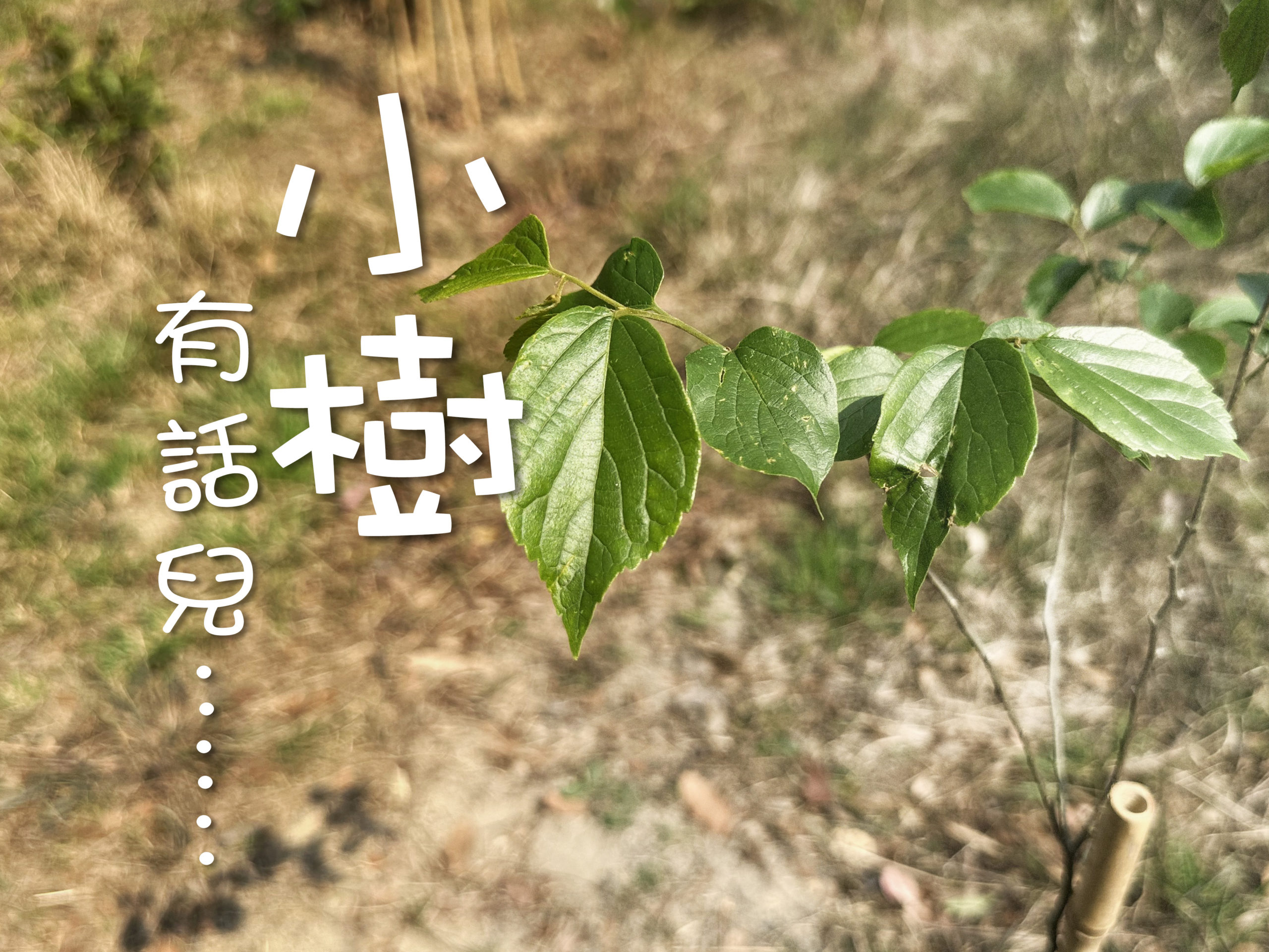 小樹有話兒 FP_2025