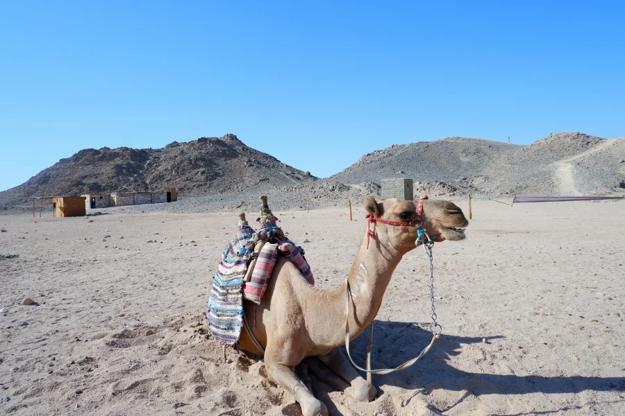 Traveling Around Egypt And Back