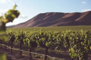 Visit The California Wine Country
