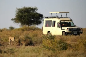 African Safari Is Affordable For You